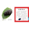 甲蟲圖鑑小百科