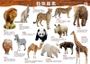 動物冒險記