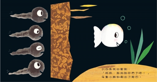 小白魚玩躲貓貓